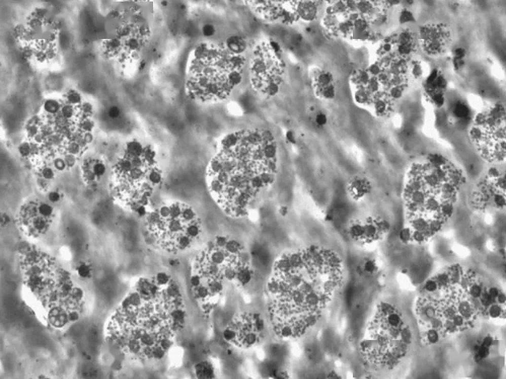 新型PA66聚酰胺共混物兼具耐熱性、機械性和美觀性